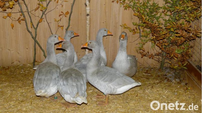 Ein lautstarkes Begrüßungskomitee bildeten die Steinbacher Kampfgänse. Bild: bgl