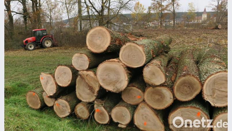 In Schwandorf-Kronstetten läuft derzeit wieder eine Baumfällaktion. Die &quot;Baumfreunde&quot; wollen in Zukunft mit einer &quot;Baumschutzverordnung&quot; mehr Transparenz erreichen. Bild: Hirsch