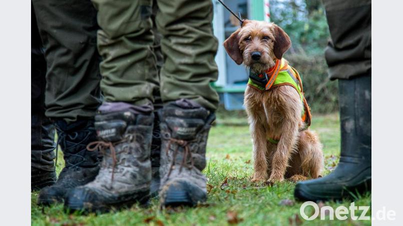 Ein Jagdhund wartet auf die Treibjagd auf Wildschweine. Symbolbild: Jens Büttner/dpa
