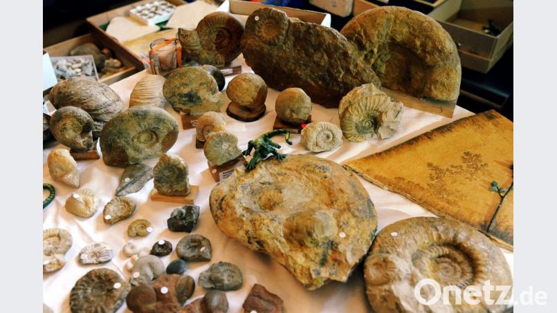 Die Besucher der Mineralienbörse informierten sich über die präsentierten Schätze. Bild: gf