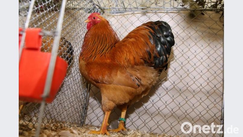 Ein Zwerg-Wyandotten-Huhn, gelb-schwarzcolumbia von Josef Weigert. Bild: egl