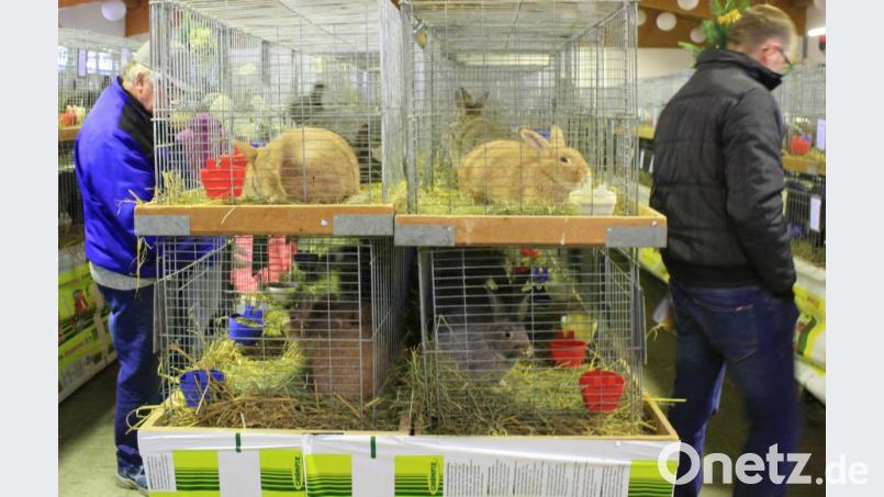 Es zeigt einen Blick auf die Ausstellung mit Kaninchen. Bild: lk