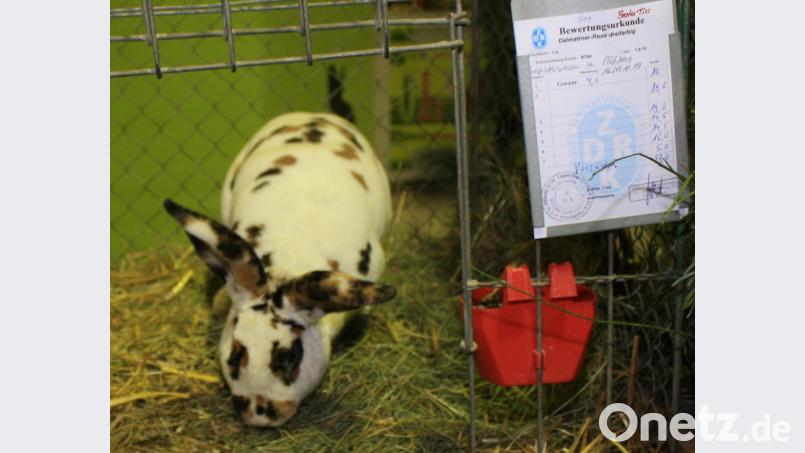 Es zeigt ein Kaninchen Englische Schecke, dreifarbig. Bild: lk