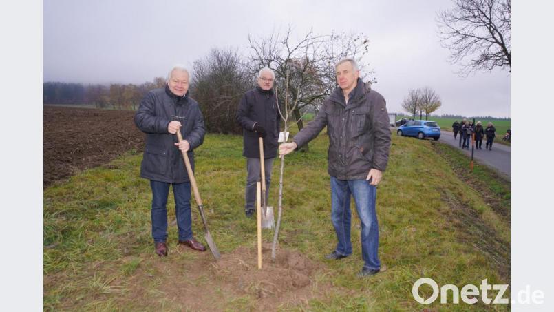 Rudi Meißner, Hans Pausch und Konrad Seibert pflanzen einen Jubiläumsbirnbaum "Grafin von Paris". Bild: fvo