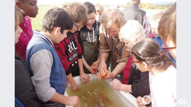 Abfischen am Schulteich. Bild: Mittelschule Tirschenreuth/exb