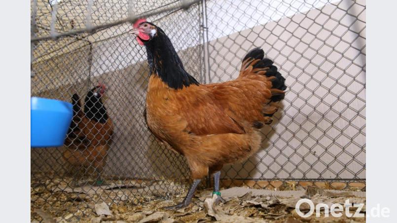 Ein Vorwerkhuhn, das dem Vereinsmeister Hühner Helmut Weigert gehört. Bild: egl