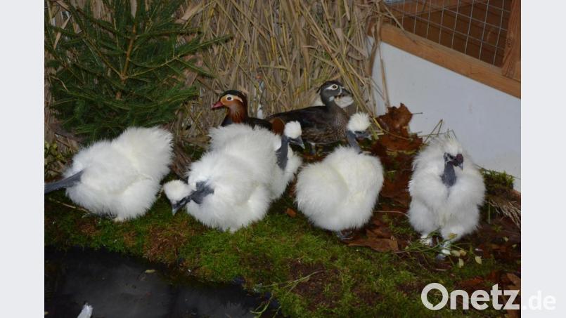 Nackthalsseidenhühner und Enten waren in einem Freigehege zu bestaunen. Bild: jr