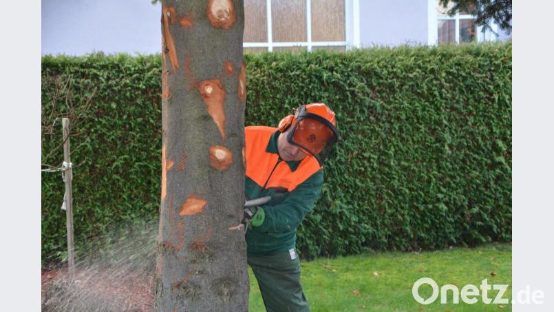 Frischholzeinschlag passiert derzeit nur im privaten Bereich. Der Holzpreis ist im Keller. Die Waldbauern hoffen auf Besserung. Bild: dob
