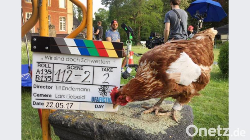 Das Huhn Sieglinde bei Dreharbeiten zu einem Film. Sieglinde hätte wohl noch Karriere gemacht. Aber sie wurde von einem Hund tot gebissen. Die Besitzerin fordert vor Gericht Schadenersatz. Archivbild: Aurelia's Filmtiere/dpa