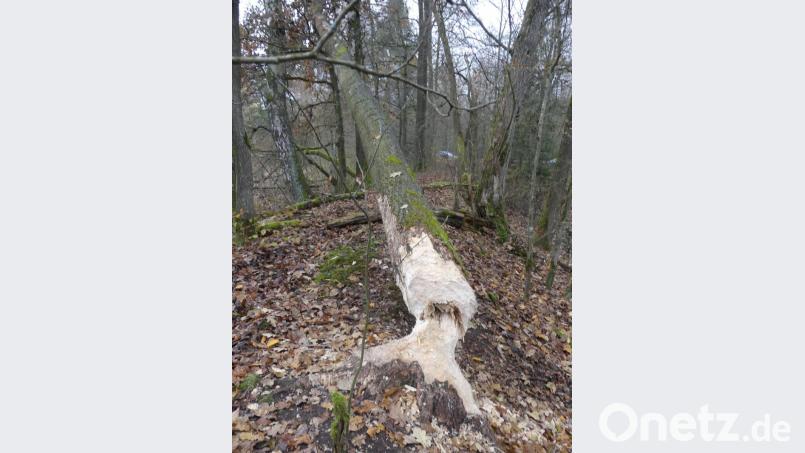 Das Naturschutzgebiet "Großer Rußweiher" dient neben einer sehr vielfältigen Vogelwelt auch dem Biber als "Wohlfühlregion". Bild: rn