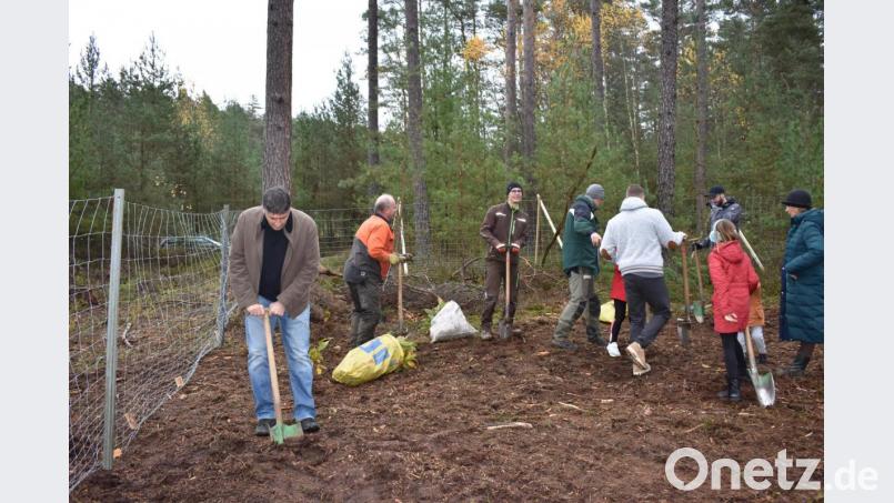 Baumpflanzaktion im Stadtwald am Rennsteig. Bild: rgr