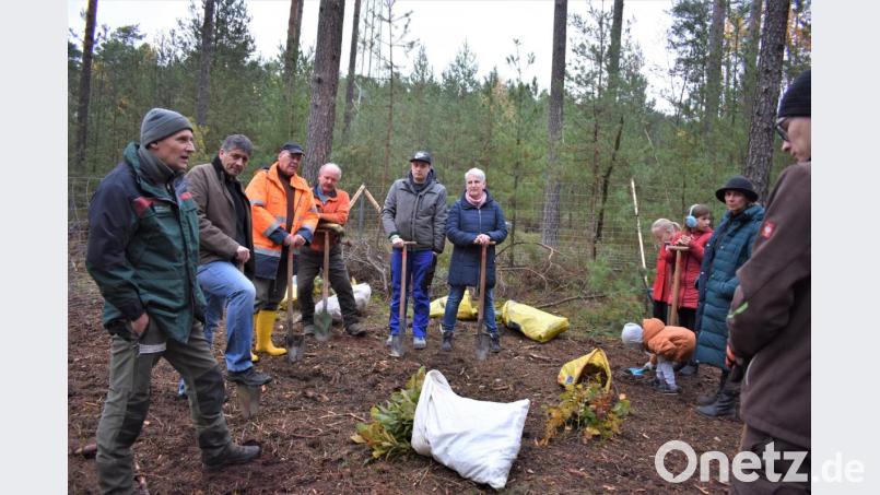 Pflanzaktion im Stadtwald am Rennsteig. Bild: rgr