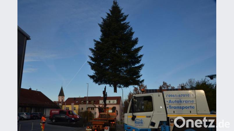 Die wunderschön gewachsene Weißtanne verlässt ihren Platz An den Eichen und nimmt auf dem Marktplatz für die Advents- und Weihnachtszeit Aufstellung. Bild: dob