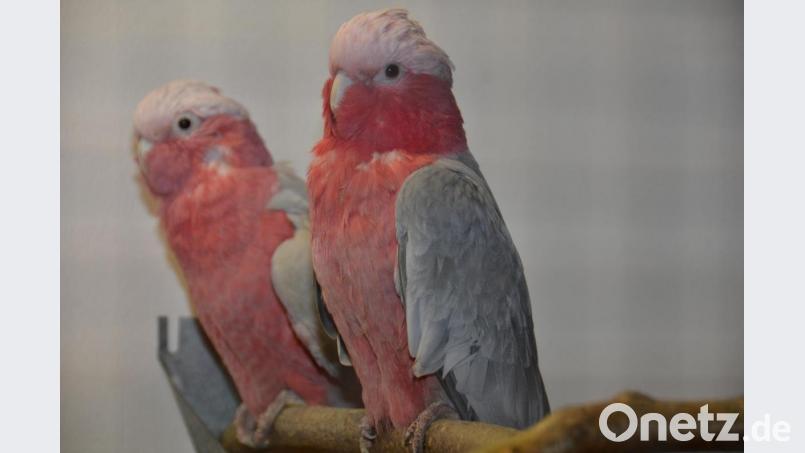 Die wunderschönen Piepmätze sind schön anzuschauen. Der Verein der Vogelfreunde und -schützer generiert das ganze Jahr über Spenden für den Natur- und Vogelschutz. Archivbild: dob