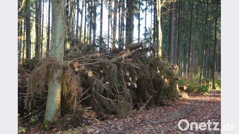 Fest steht: der Wald wird sich durch den Klimawandel verändern. Genügend Holz liegt für die Hackschnitzelverwertung bereit. Bild: dob