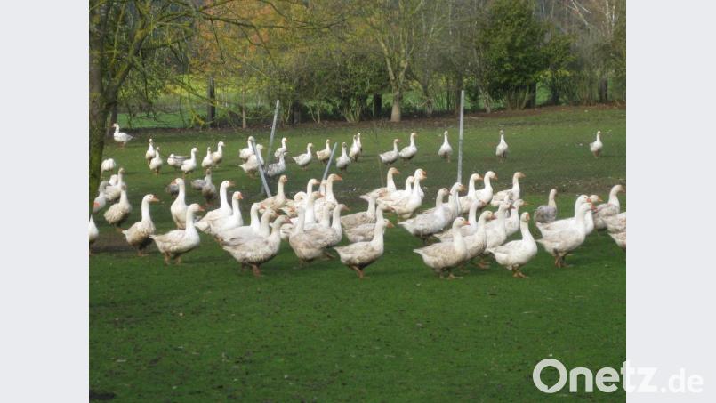 Diese Gänse haben Glück. Sie werden die Kirwa überleben und haben eine Galgenfrist bis Weihnachten. Bild: exb