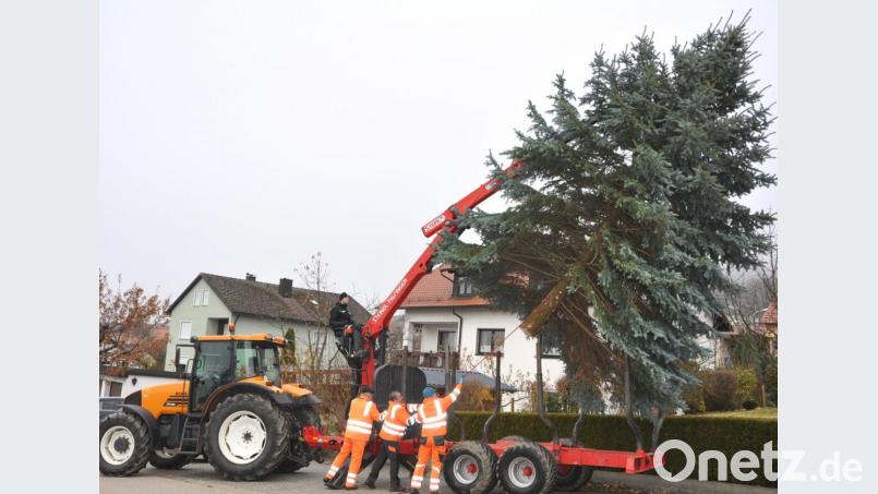 In Tännesberg dürfen sich die Menschen wieder auf einen schönen Christbaum freuen. Bild: es