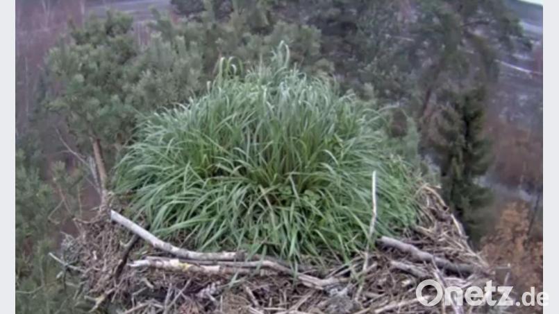 Überwuchert von einem dicken grünen Grasbüschel ist der Adlerhorst in Eschenbach derzeit. Doch für die Raubvögel ist das kein Problem, beruhigt Revierförster Martin Gottsche besorgte Bürger. Bild: exb/Gottsche