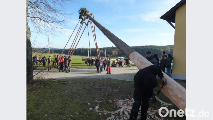 Thansüßer Kirwabaum. Bild: bk