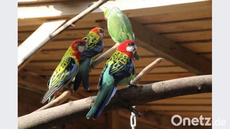 Auch Prachtrosellas und Halsbandsittiche wohnen auf dem Gnadenhof. Bild: kmo