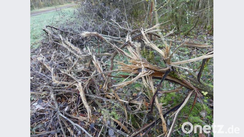 Diesem aufgefransten Baumstummel misst Martin Gottsche den Stellenwert eines Insektenhotels bei. Bild: rn
