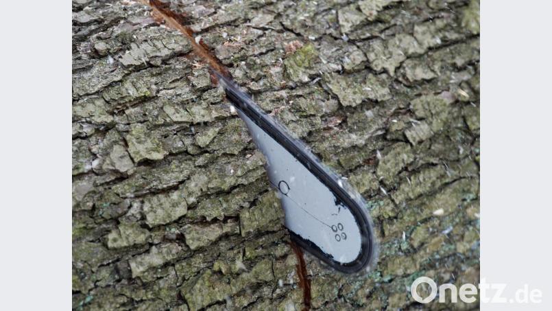 Symbolbild Bild: Patrick Pleul