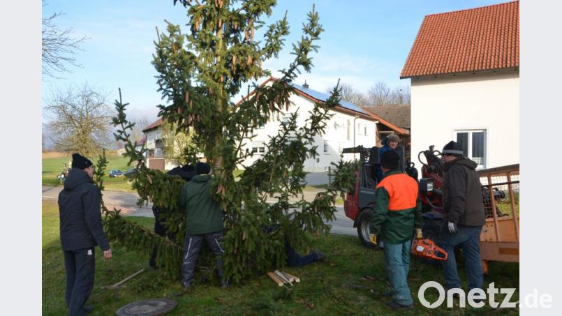 Heuer hat der Christbaum der Obertresenfelder viel Eigenschmuck in Form von Zapfen an den Ästen. Trotzdem kamen auch noch 70 Lichter an das Grün. Die Helfer haben sich am Samstag wieder in Stellung gebracht und den Baum aus Nachbars Garten zum Dorfplatz gehievt. Bild: dob