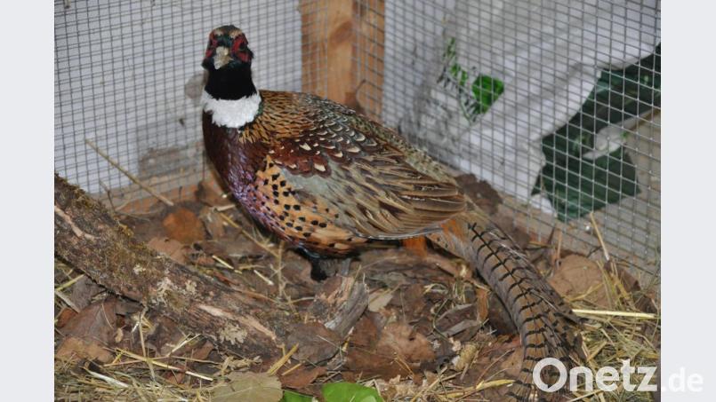 In einer der Volieren war ein Mandschurischer Ringfasan zu sehen. Bild: ak