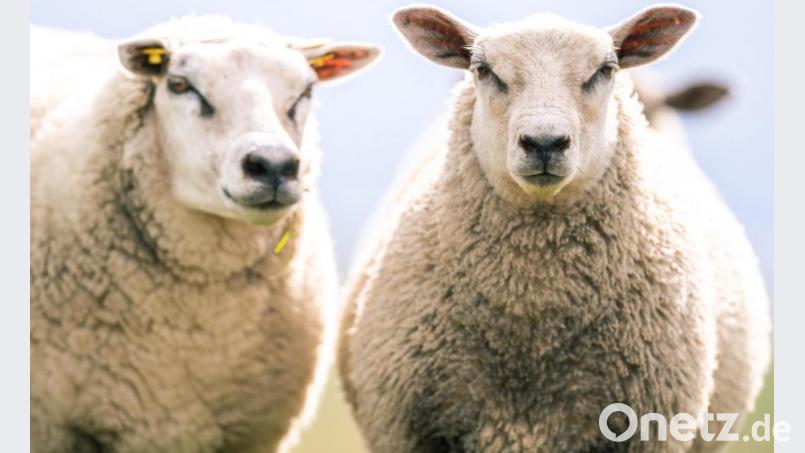 In Unterfranken hat ein Regionalzug eine Herde Schafe erfasst. Symbolbild: Mohssen Assanimoghaddam/dpa