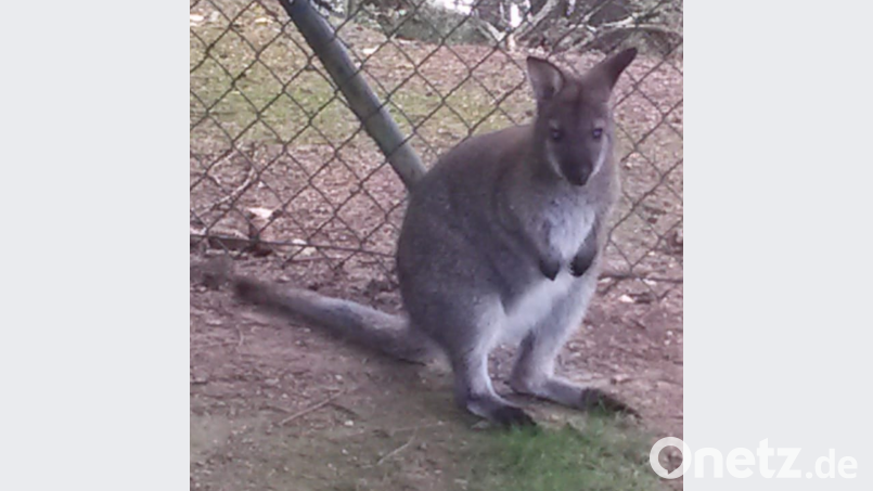 Dieses Wallaby wird in Cham vermisst. Bild: Polizei Cham