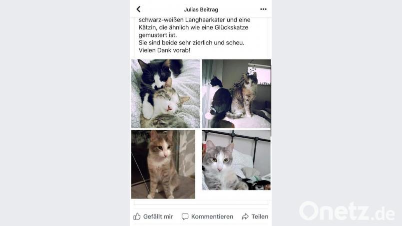 Agathi ist zurück. Der schwarz-weiße Kater Theo wird noch gesucht. Screenshot: Alexander Auer