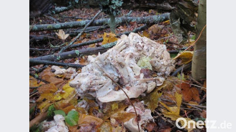 Ein Unbekannter hat in Etzmannshof Schlachtabfälle entsorgt. Es handelt sich um die Überreste eines Hausschweins. Bild: Polizei Sulzbach-Rosenberg