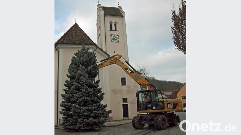 Mit einem Bagger der Firma Zapf wurde der von Evi und Dieter Teich spendierte Baum zu seinem Standplatz vor der Pfarrkirche Mariä Himmelfahrt transportiert und aufgestellt. Bild: sön