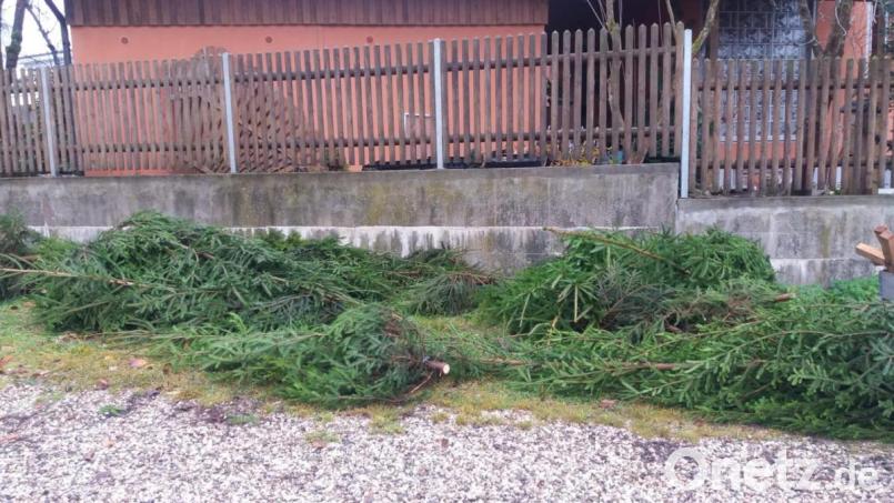 Kreuz und quer liegen die Bäume in dem Hinterhof. So finden die Organisatoren sie am Freitag auf und müssen feststellen, dass 14 Stück wohl gestohlen wurden. Bild: exb