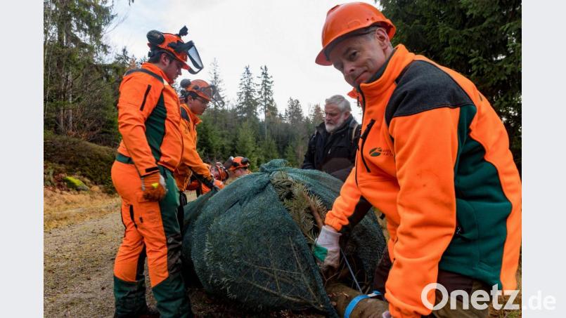 Bernhard Kraus (rechts) und Christian Kreipe (2.v.r) verpacken gemeinsam mit den Auszubildenden des Forstbetriebs Fichtelberg den Christbaum für seine Reise nach Weimar. Bild: Martin Hertel/exb