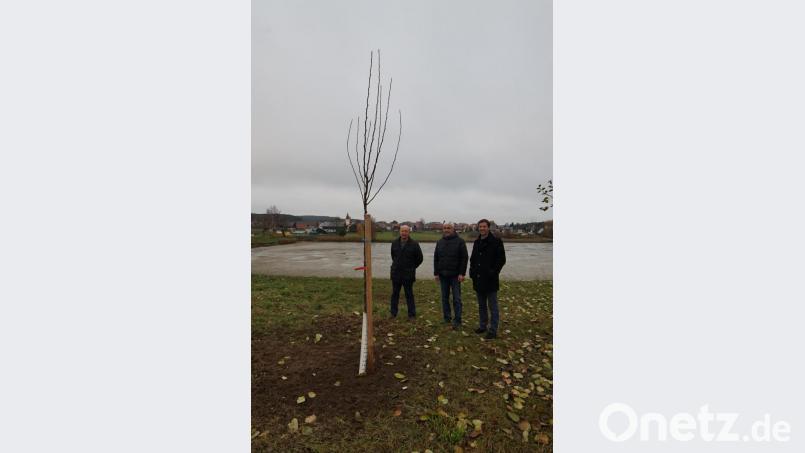 Vorsitender Manfred Götz, Kirchenpfleger Günter Schießl und Pfarrer Michael Hoch (von links) freuen sich auf die ersten Birnen vom neuen Baum. Bild: nib
