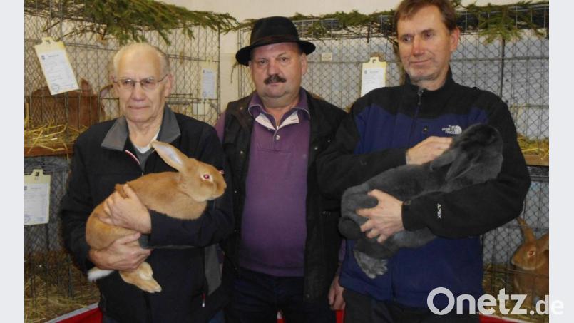 Josef Högl (links) hat mit einem Burgunder den besten Rammler vorzuweisen, Sohn Wolfgang (rechts) mit einer Blauen Wiener die beste Häsin. Vorsitzender Georg Maier gratuliert den Siegern. Bild: u