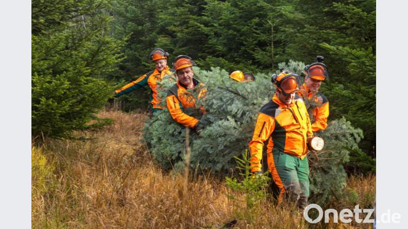 Mitarbeiter des Forstbetriebs Fichtelberg tragen den Christbaum für Weimar aus dem Wald. Der Baum ist eine Spende der Bayerischen Staatsforsten. Bild: Martin Hertel/exb