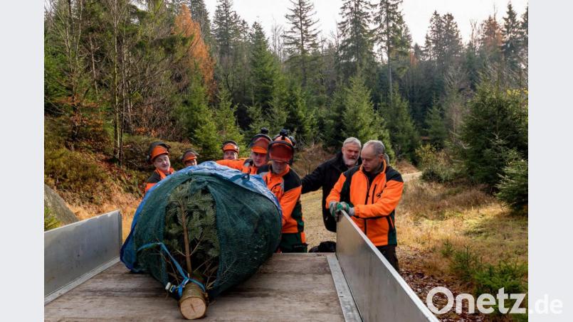 Bernhard Kraus (rechts) und Christian Kreipe (2.v.r) verpacken gemeinsam mit den Auszubildenden des Forstbetriebs Fichtelberg den Christbaum für seine Reise nach Weimar. Bild: Martin Hertel/exb