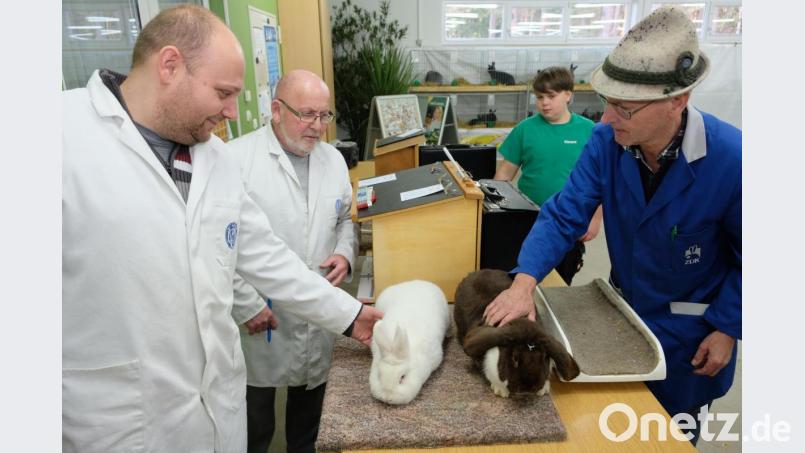 Mit großer Leidenschaft begleitet Ausstellungsleiter und Kreiszuchtwart Josef Dötterl (rechts) die Bewertungen der Preisrichter für die Kaninchen. Bild: do