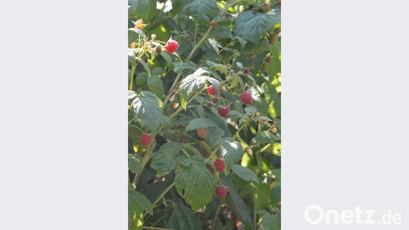 Einfach und sehr schmackhaft ist ein Likör aus frischen Himbeeren. Bild: myd