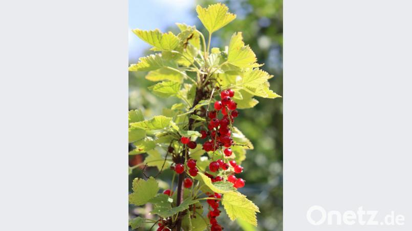 Rote Johannisbeeren eignen sich hervorragend für einen erfrischenden Sommerlikör. Bild: myd