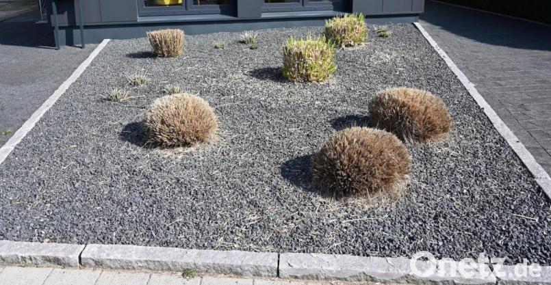 Schotter-Vorgärten soll es an den Kragen gehen. Bild: Carmen Jaspersen/dpa