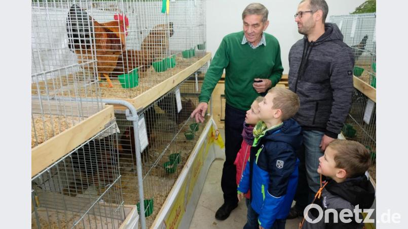 Die Lokalschau des Kleintierzuchtvereins Eschenbach gehört zu den größten im Land. Die alljährliche öffentliche Präsentation macht auch viele junge Familien neugierig. Ehrenvorsitzender Werner Kennel senior die Vielfalt des ausgestellten Federviehs. Bild: do