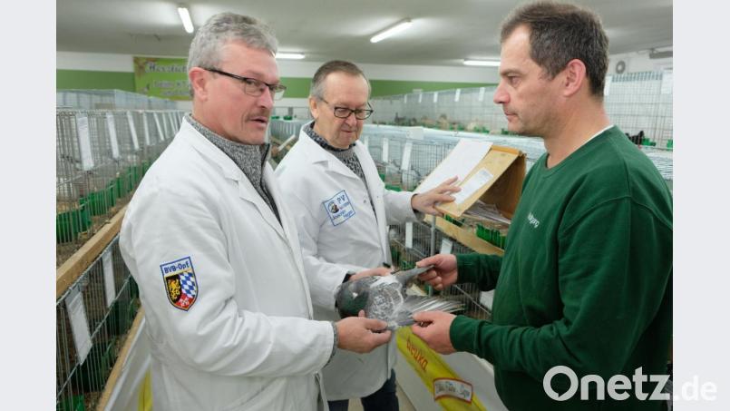 Die Preisrichter verstehen sich auch als Berater. Die Gutachter fachsimpeln mit Wolfgang Dobmeier, dem Ausstellungsleiter für Tauben. Bild: do