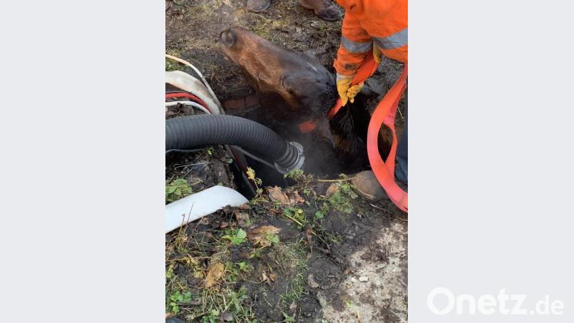 Ein Pferd ist im Gemeindebereich Eslarn in eine Güllegrupbe eingebrochen und kann sich selbst nicht mehr befreien. Bild: dob