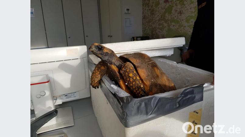 Diesen tierischen Gast hat die Polizei am ersten Adventssonntag auf der Dienststelle. Es handelt sich um eine in Deutschland gezüchtete Waldschildkröte. Bild: dob