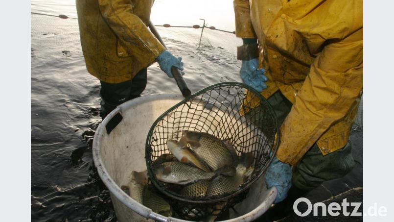 Abfischen an einem Fischweiher im Kreis Schwandorf. Die Teichwirte beklagen eine aus ihrer Sicht mangelnde Unterstützung durch die Politik. Symbolbild: Gerhard Götz