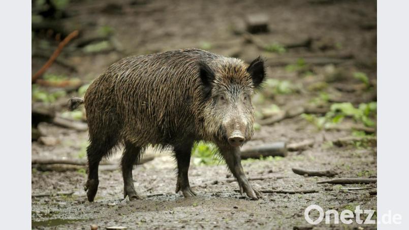 Im hessischen Rüsselsheim ist ein Wildschwein in eine Bäckerei eingebrochen und randalierte in den Räumlichkeiten. Archivbild: Fredrik von Erichsen/dpa