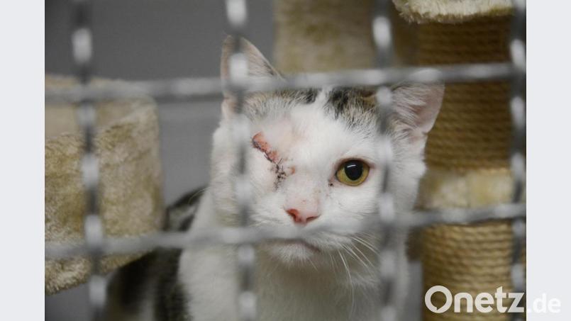 Kaum zu glauben: Simba ist zutraulich und anschmiegsam, obwohl ein Unbekannter auf die Idee gekommen ist, seine Schießkünste ausgerechnet an dem Kater auszuprobieren. Bild: Gabi Schönberger